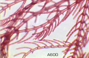 Antithamnion plumula - A colourful example of a red, filamentous marine alga to exemplify their complex and interesting life cycle.