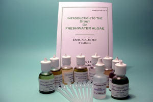 Basic Algae Set - Eight selected cultures to demonstrate the fascinating diversity, morphology and life cycles of the Algae. The set contains coccoid, flagellate, colonial and filamentous types including Chlorella, Chlamydomonas, Volvox, Spirogyra, Euglena,   Anabaena plus a diatom and a  desmid.