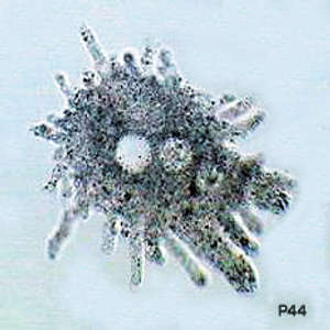 Amoeba proteus - A very large and vigorous strain which displays protoplasmic streaming (cyclosis), prey encapsulation and phagocytosis. An excellent textbook species for demonstrating pseudopodia and amoebae morphology.