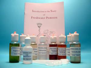 Basic Protozoa Set - Eight cultures of exemplary flagellate, ciliate and amoeboid, textbook genera. Set includes Amoeba, Paramecium, Blepharisma, Euglena, Peranema, Stentor  and Euplotes, etc. Comes with a vial of Protogel motility inhibitor.